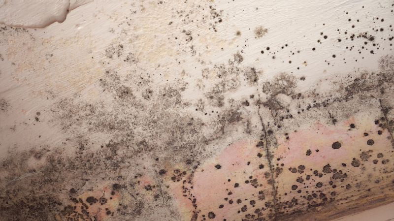 Attic Mold Removal in Frederick, MD