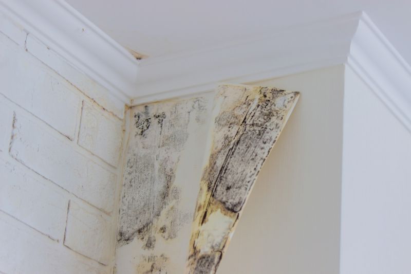 Attic Mold Removal in Frederick, MD