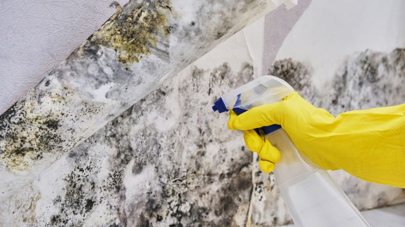 Black Mold Removal in Denton, TX