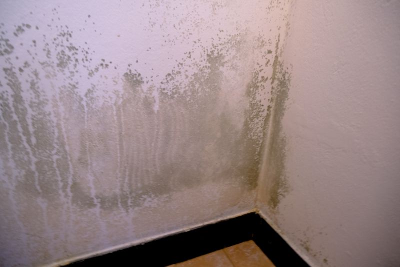 Ceiling Mold Removal in Denton, TX