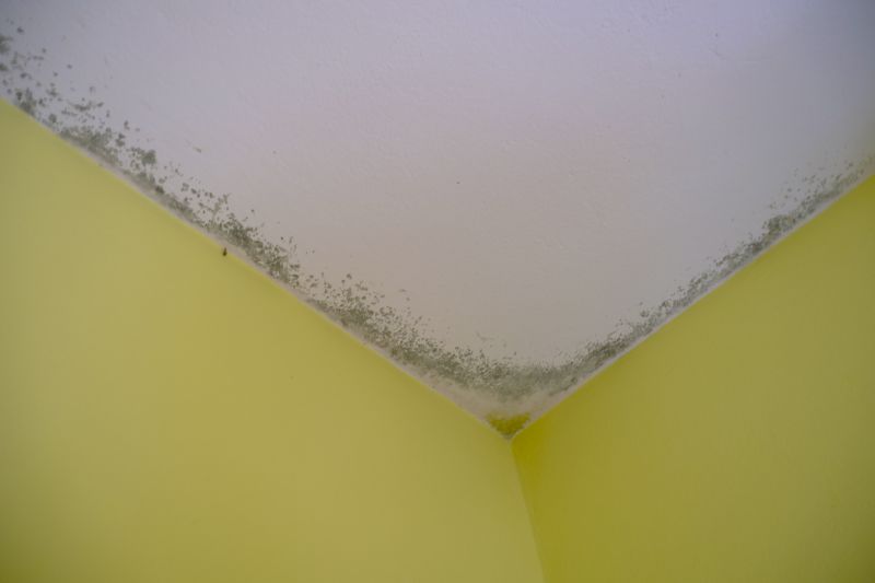 Ceiling Mold Removal in Pompano Beach, FL