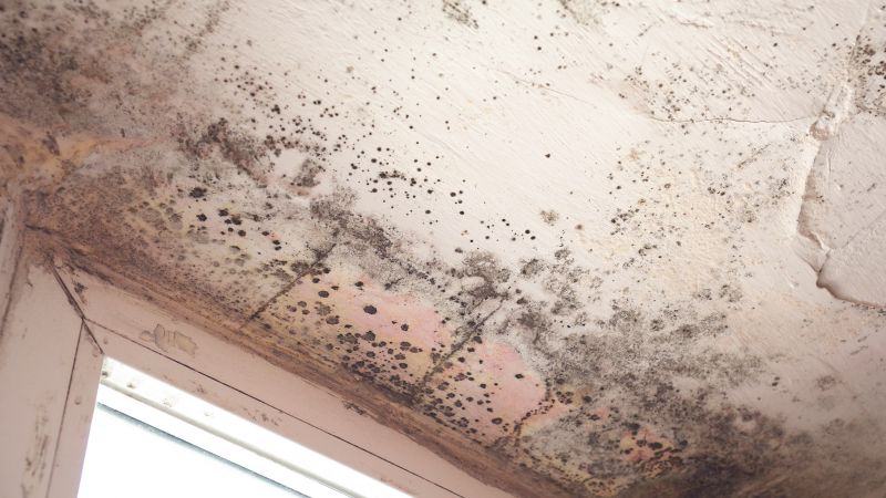 Extent of Mold Growth