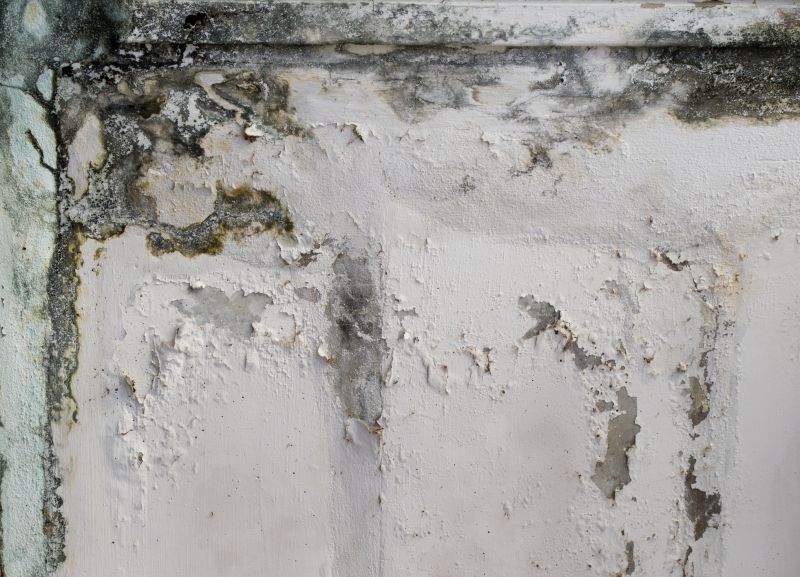 Garage Mold Remediation in Plano, TX