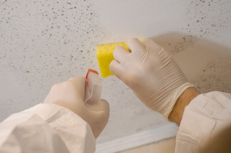 Mold Cleanup Service in Plano, TX