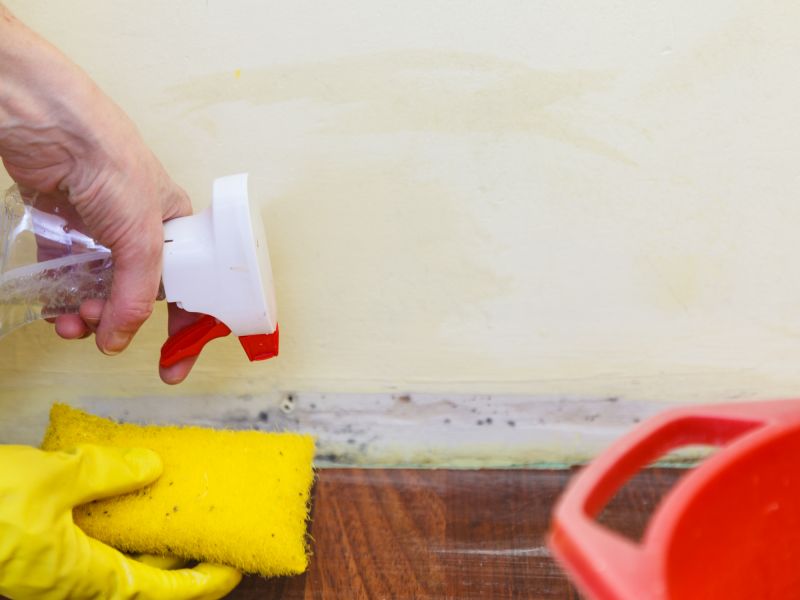 Mold Cleanup Service in Denton, TX