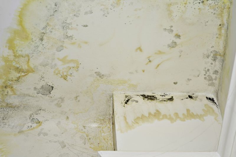 Mold Mitigation Service in Rockwall, TX