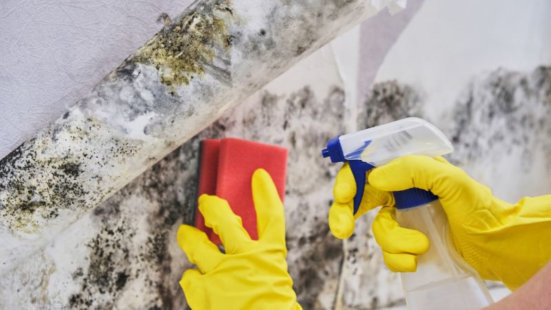 Mold Mitigation Service in Fort Worth, TX