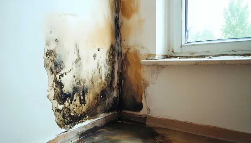 Mold Restoration in Denton, TX