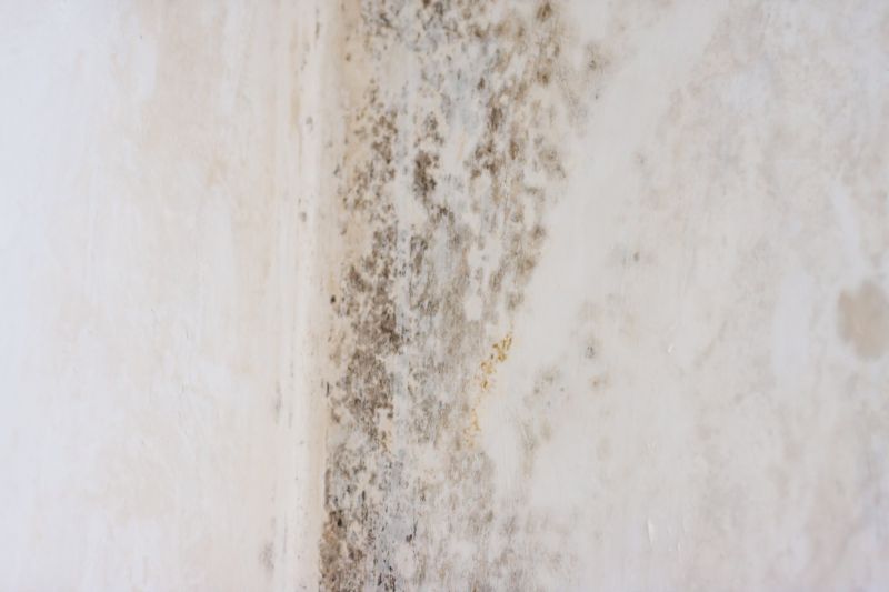 White Mold Mitigation in Palm Beach County, FL