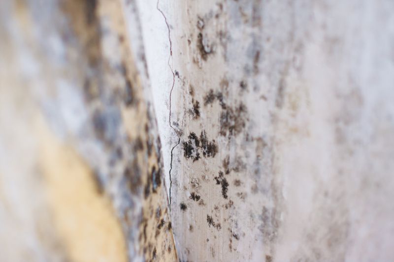 White Mold Mitigation in Palm Beach County, FL