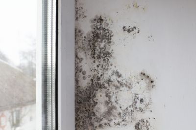 White Mold Mitigation in Jupiter, FL