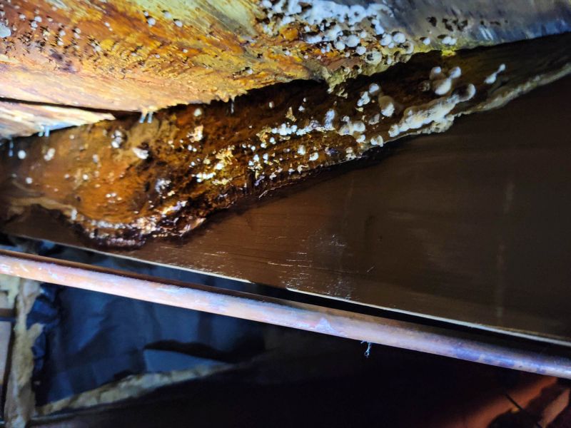 Basement Mold Remediation in Pompano Beach, FL