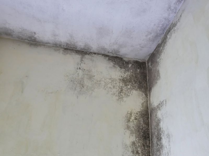Garage Mold Remediation in Boynton Beach, FL