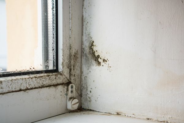 Black Mold Testing