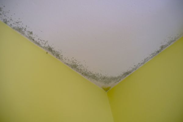 Black Mold Removal Service - Black Mold Removal Service Suffolk County, New York